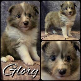 Glory - Blue merle and white female Shetland Sheepdog puppy in Lebanon, Tennessee from Henotic Homestead's Shetland Sheepdogs
