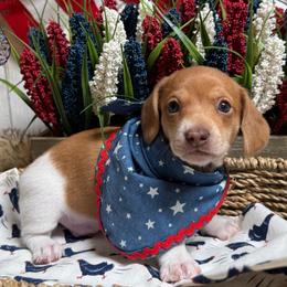 Manzanilla (Red Dapple Piebald) - Piebald male Dachshund puppy in Fayetteville, West Virginia from Loop Creek Dachshunds