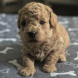 Red collar - Cream female Goldendoodle puppy in Connecticut from Valley View Doodles
