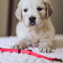 Golden Retriever Puppies from Grace Golden Retrievers