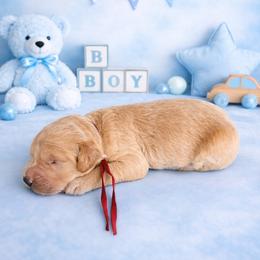 Spider Man - Cream male Goldendoodle puppy in Houston, Texas from Were The Mack'Doodles