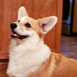 Maggie - Pembroke Welsh Corgi