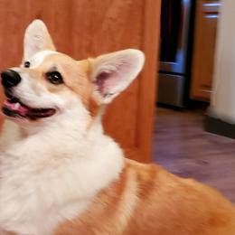 Maggie - Pembroke Welsh Corgi