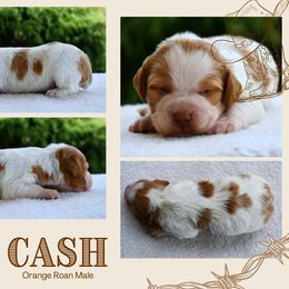 Cash - Orange roan male Brittany puppy in Hollidaysburg, Pennsylvania from Royal Flush Farms