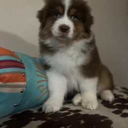 Australian Shepherd Puppies from High West Aussies