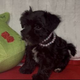 Elbee - Black female Miniature Schnauzer puppy in Port Orchard, Washington from Silver Bells Miniature Schnauzers