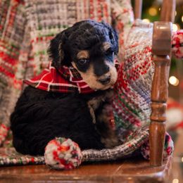 Poodle Puppies from Setting the Standard Poodles