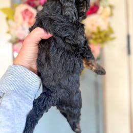 Resistol - Black tri-color male Aussiedoodle puppy in Granbury, Texas from Triple Cross Doodles