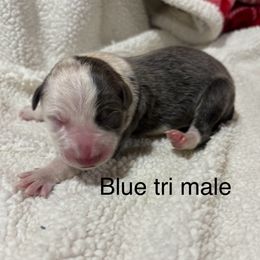 Manny - Blue male Border Collie puppy in Chattanooga, Tennessee from Ross Vegas Kennels