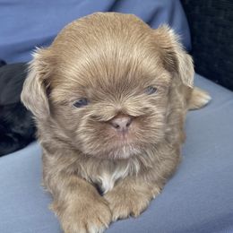 Moose - Lilac male Shih Tzu puppy in Wyoming, Michigan from Shih Tzu Shenanigans
