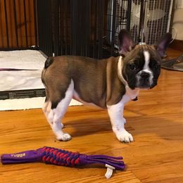 Bulldog and French Bulldog Puppies from Jones Bulldogs