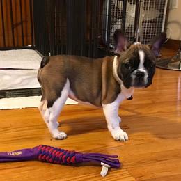 Bulldog and French Bulldog Puppies from Jones Bulldogs