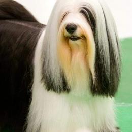 Tibetan Terriers from Dzine Tibetan Terriers