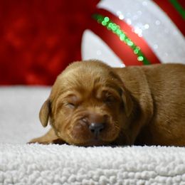 Comet(purple collar) - Dark golden male Golden Retriever puppy in Gober, Texas from Trigger Time Kennels