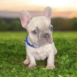 French Bulldog Puppies from Orderofthebulldogs, LLC