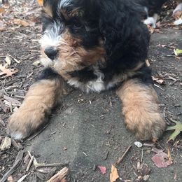 Bernedoodle, Goldendoodle, and Sheepadoodle Puppies from Country Meadow Doodles