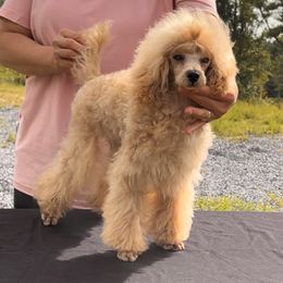 Jelly Bean - Poodle