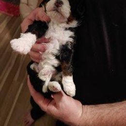Bernedoodle Puppies from Kiya's Bernedoodles