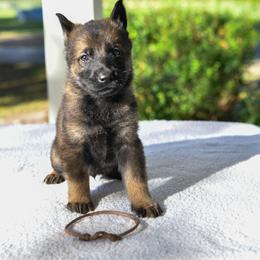 Brown - Sable male German Shepherd puppy in Louisburg, North Carolina from C6 Ranch & Shepherds