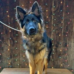 Ryker - Black and red male German Shepherd puppy in Graham, Washington from Wildeflecken Shepherds