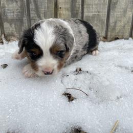 Male blue Merle - Blue merle male Toy Australian Shepherd puppy in Hillsboro, Illinois from Shoal Creek Puppies