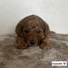 Cupcake - Red  female Goldendoodle puppy in Crothersville, Indiana from Wischmeier’s Doodles