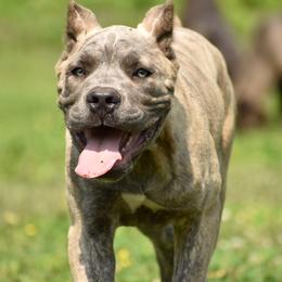 Cane Corso Puppies from Willow Creek Cane Corsos
