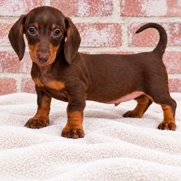 Bode - Chocolate and tan male Dachshund puppy in Industry, Illinois from KDKs Kennels