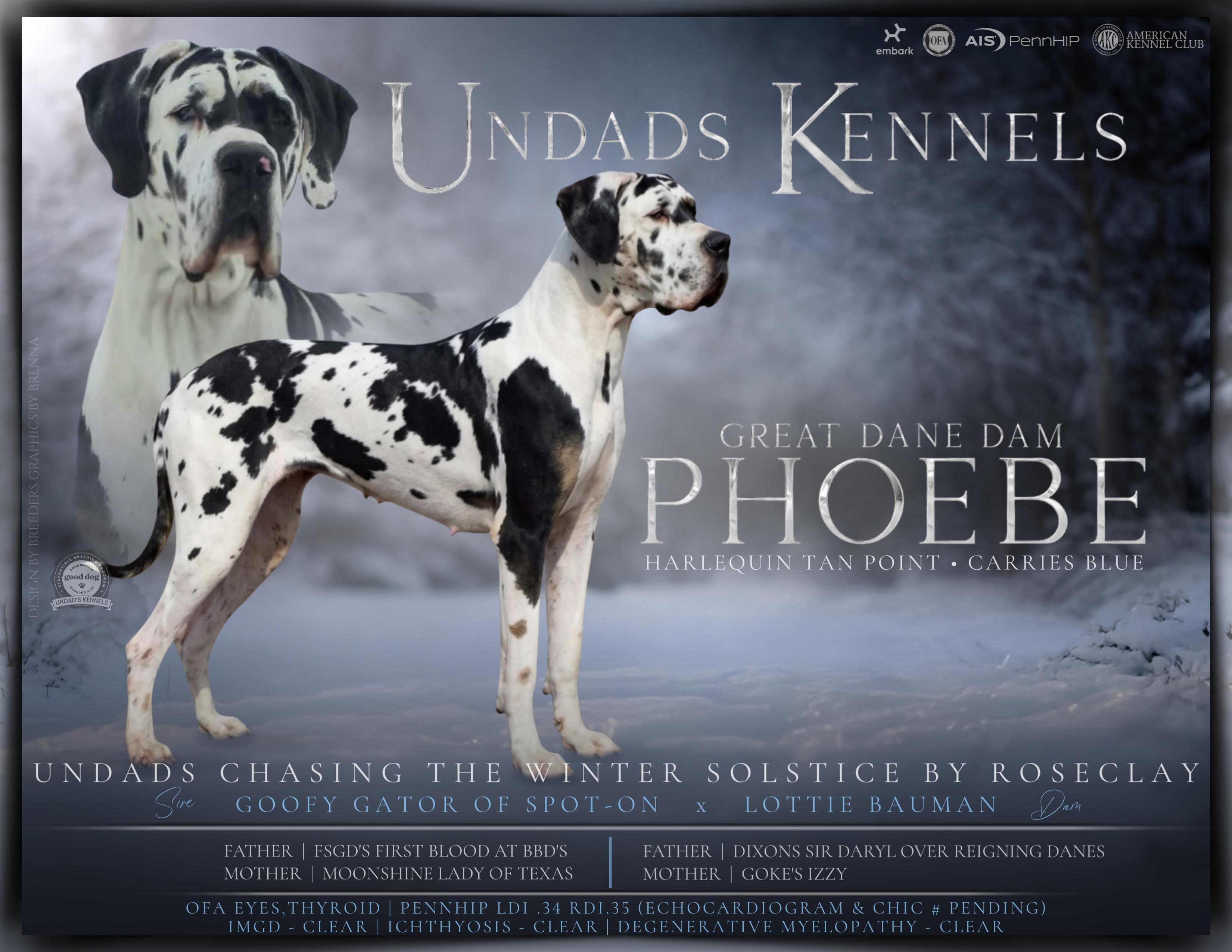 Phoebe