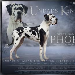 Phoebe - Great Dane