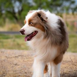 Cinch - Miniature American Shepherd
