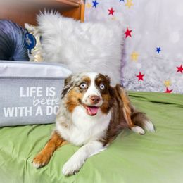 JOURNEY - Toy Australian Shepherd