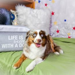 JOURNEY - Toy Australian Shepherd