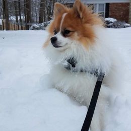 Pomeranian Puppies from KB Pom Pups