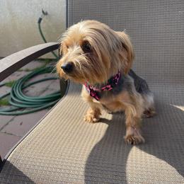 Campanita - Black and gold female Yorkshire Terrier puppy in Bakersfield, California from Yorkie To My Heart