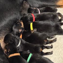 Girl 4 - Black and mahogany female Rottweiler puppy in Newfoundland, Pennsylvania from Poconopaws