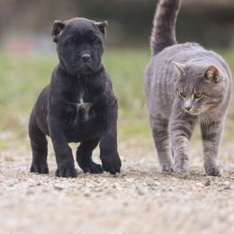 Girl 1 - Black brindle female Cane Corso puppy in Cable, Ohio from Americana Cane Corso
