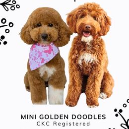 Goldendoodle puppies from CorduroyDoodles