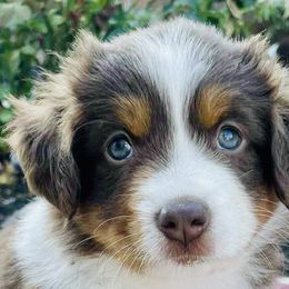 Miniature Australian Shepherd Puppies from Iris’ Island Oasis
