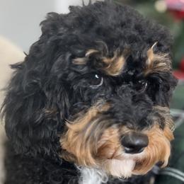 Cavapoo puppies from The Cavapoo Family