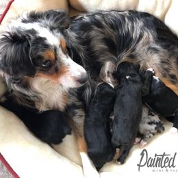 Australian Shepherd Puppies from Painted Blue Aussies