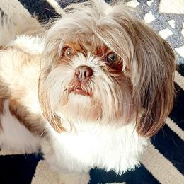 Shih Tzus from Leyla's Shih Tzus