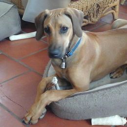 Miniature Australian Shepherds and Rhodesian Ridgebacks from Tall Oaks