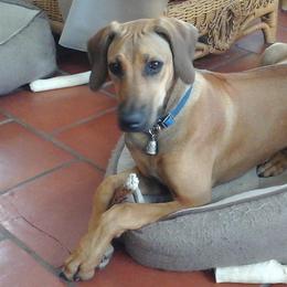 Miniature Australian Shepherds and Rhodesian Ridgebacks from Tall Oaks