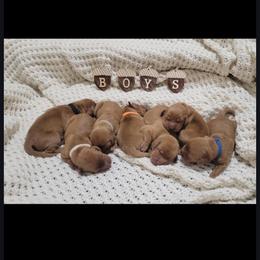 Boy 7 - Dark golden male Golden Retriever puppy in Champaign, Illinois from Paisley's Golden Pups