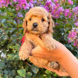 Birdie - Apricot female Assorted Doodle Crosses puppy in Yuba City, California from Lucky Day Doodles