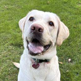 Elsa - Labrador Retriever