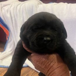 1st Pick Black Female - Black female Labrador Retriever puppy in Louisiana from Fetchmoore’s Labrador Retrievers