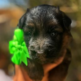 Green - Black and red male German Shepherd puppy in Wickenburg, Arizona from Vom AshtonHaus German Shepherds
