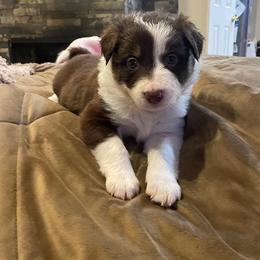 Border Collies from Border Collies of Ruidoso